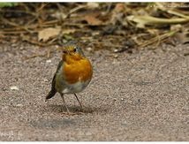 Rougegorge familier - Erithacus rubecula - European Robin