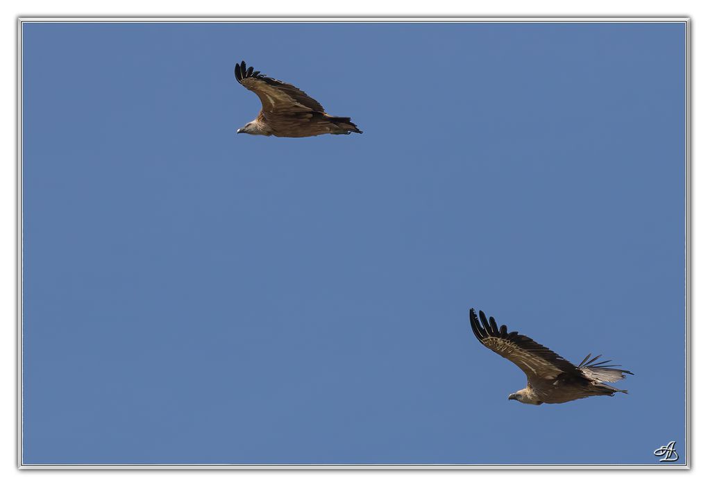 04 - Oiseaux