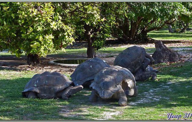 A la queue-leu-leu : Tortues géantes des Seychelles ou tortues éléphantines (Aldabrachelys gigantea) - Bird Island - Seychelles