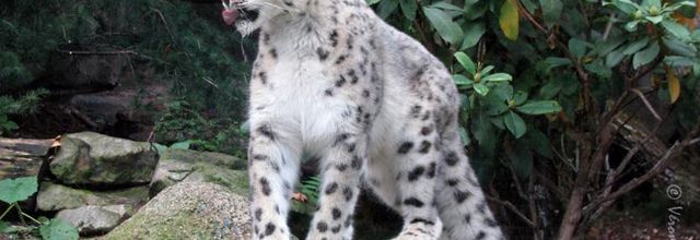 Ménagerie du Jardin des Plantes : KARU