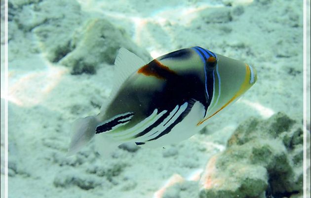 Baliste Picasso clair, Blackbar triggerfish (Rhinecanthus aculeatus) - Jardin de Corail - Motu Tautau - Taha'a - Polynésie française
