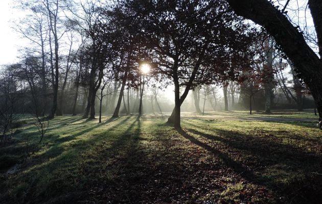 un sous bois en Fevrier 