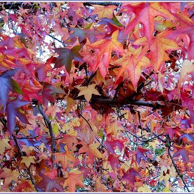 Les couleurs que j'aime