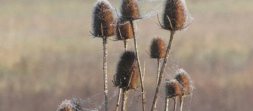 ... photo de saison...