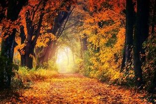 Le chemin vers soi ... 