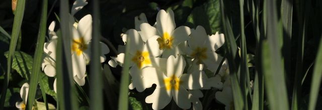 Frémissements printanniers