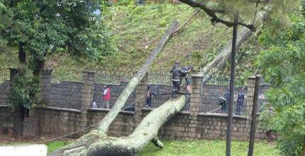 Un arbre centenaire par terre