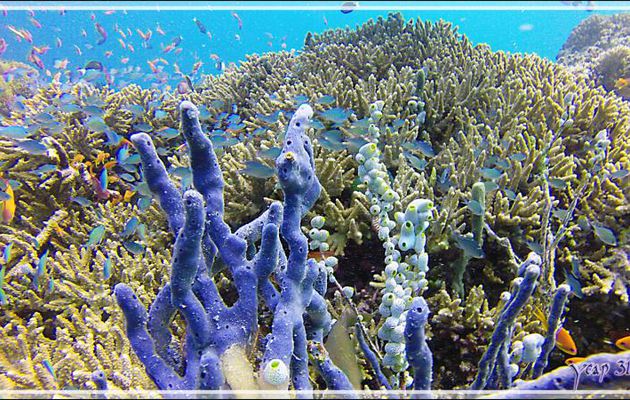 Le bal des Demoiselles : Demoiselle verte, Chromis ou Castagnole bleu-vert, Bluegreen chromis (Chromis viridis) - Kuda Faru Thila - Atoll d'Ari - Maldives