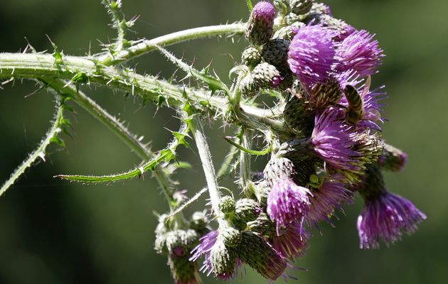 Le 18 juillet 2021 : Balade dans la prairie - 1