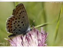 Azuré du thym - Pseudophilotes baton - Lycaenidae