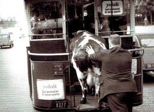 Une vache, dans un ... ? / Bovino, en ... ?