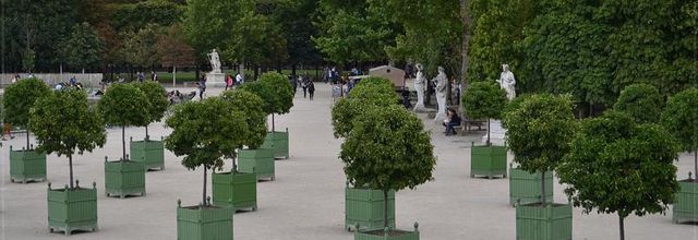 Les orangers du Jardin des Tuileries
