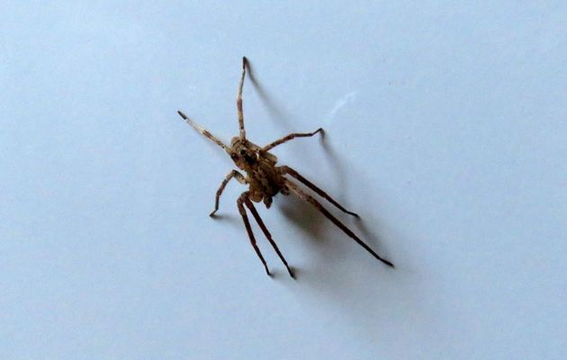 une araignée à la maison 