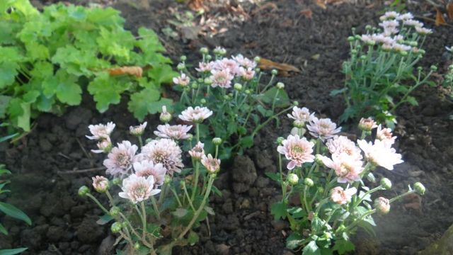 Chrysanthèmes 