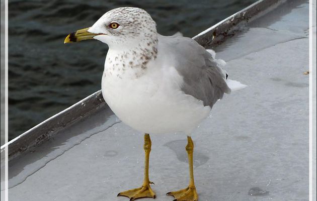 10 septembre 2016 : direction Thousand Islands (Les Mille-Îles) - Goéland à bec cerclé, Ring-billed Gull (Larus delawarensis) - Gananoque - Ontario - Canada