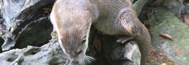 PARC ANIMALIER DES PYRÉNÉES (2/3)