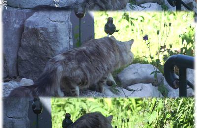 En mode "chasse" & "sieste"
