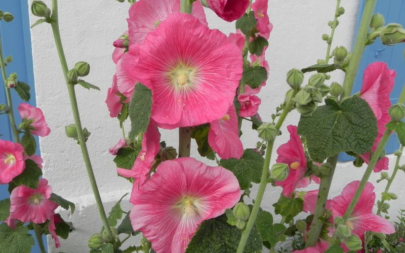 des roses trémières et ... région de Talmont dept 17