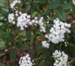 Eupatorium rugosum chocolate