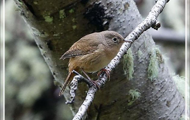 Troglodyte familier, House Wren, Ratona común (Troglodytes aedon)  - Bahia Lapataia - Terre de Feu - Argentine