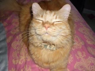 Sourires de chats.