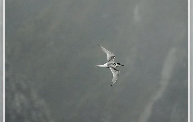 Sterne arctique juvénile, Arctic Tern (Sterna paradisaea) - Gough Island - Archipel de Tristan da Cunha