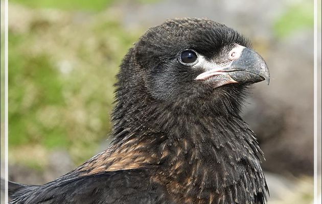 Caracara austral, Striated Caracara (Phalcoboenus australis) - New Island - Falkland (Malouines, Malvinas) - Grande-Bretagne