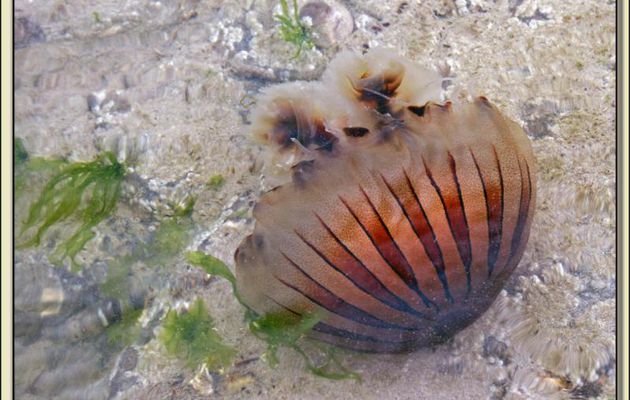 Lampe mandarine de mer, en fait une belle méduse - La Couarde-sur-Mer - Ile de Ré - 17