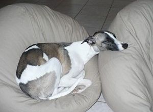 Des nouvelles d'Elton