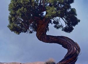 Un arbre ... un homme ... 