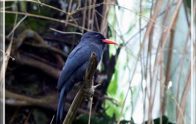 Barbacou unicolore, Black-fronted Nunbird (Monasa nigrifrons) - Inkaterra Hacienda Concepcion - Puerto Maldonado - Pérou