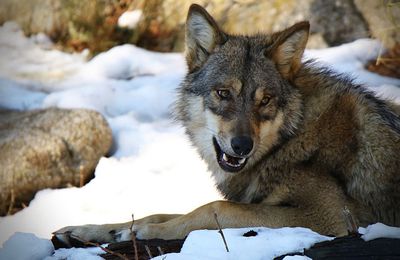 Appel à la mobilisation contre le déclassement du Loup Gris