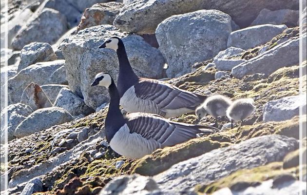 Quelques oiseaux de l'île Ytre Norskoya - Svalbard - Norvège