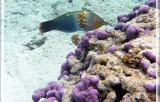 Labre ou Girelle échiquier, Checkerboard wrasse (Halichoeres hortulanus), mâle - Jardin de corail - Motu Tautau - Taha'a - Polynésie française