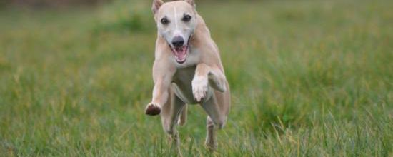 Romeo en plein sprint!