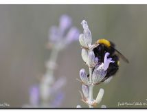 Bourdon terrestre (Bombus terrestris)