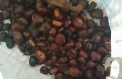 CHATAIGNES DOREE AU FOUR