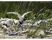 Mouettes mélanocéphales et Sternes Pierregarain