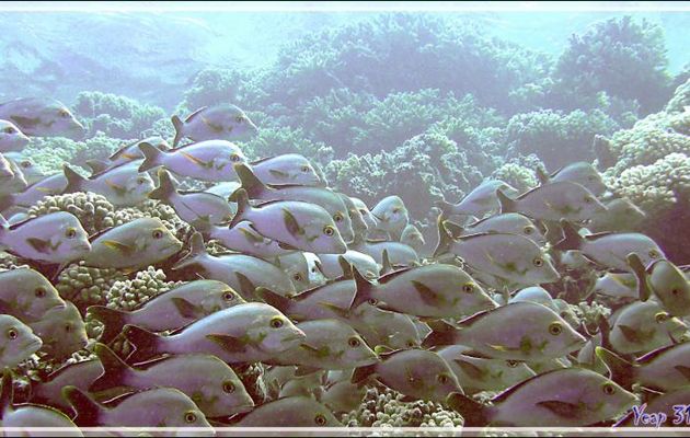 Banc de Vivaneaux ou Lutjans bossus ou Perches pagaies, Humpback red snappers (Lutjanus gibbus) - Tumakohua (passe sud) - Atoll de Fakarava - Tuamotu - Polynésie française