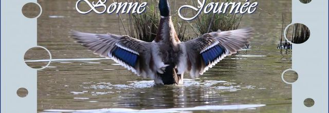 D'AUTRES OISEAUX VUS AU TEICH (33)