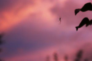 10 conseils pour prendre des photos de silhouettes