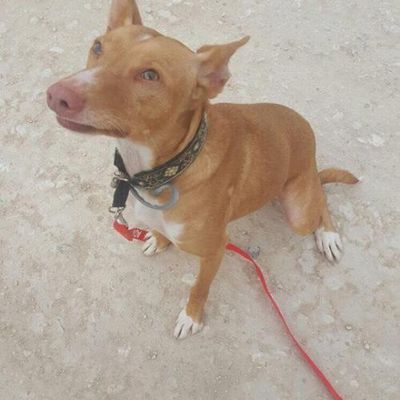 Freddy, podenco invisible, d'une vie en famille au box en Espagne....URGENT