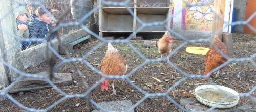 Promenade pédagogique au jardin