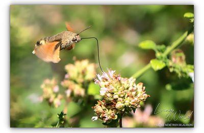 Sphinx colibri