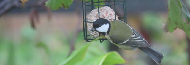 les mésanges ont faim 