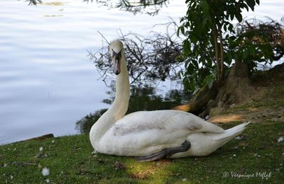 Lac Daumesnil : Le cygne tuberculé juvénile