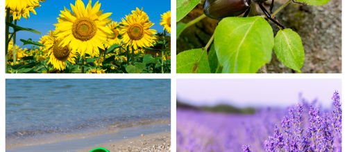 Photos pour la table des saisons/nature de l'été