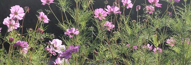 Feu d'artifice d'automne : les cosmos