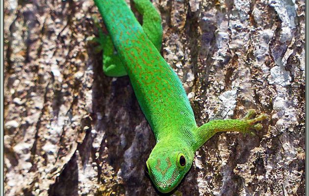 Animation .gif : Gecko vert des Seychelles (Phelsuma astriata astriata) - La Digue - Seychelles