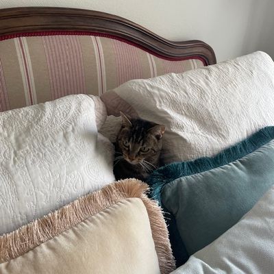 Les chats ne sont pas ce que vous pensez...